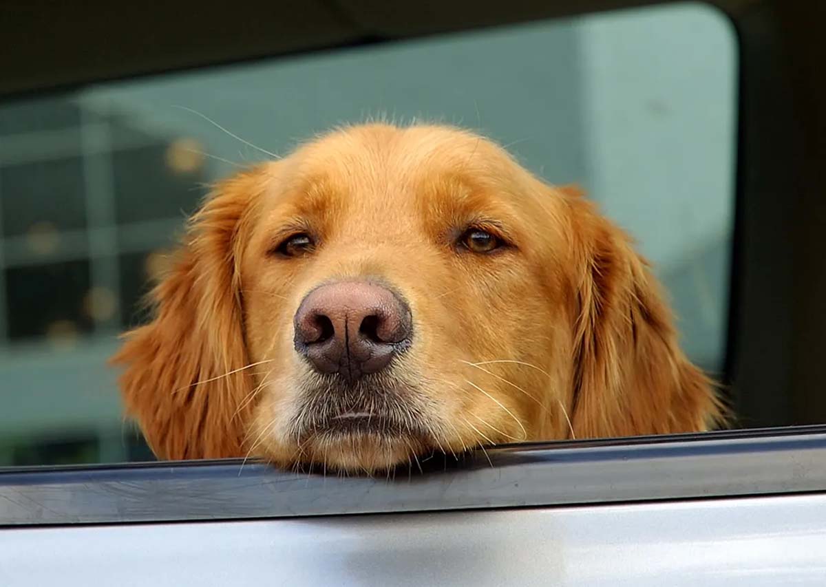 Hund i bil